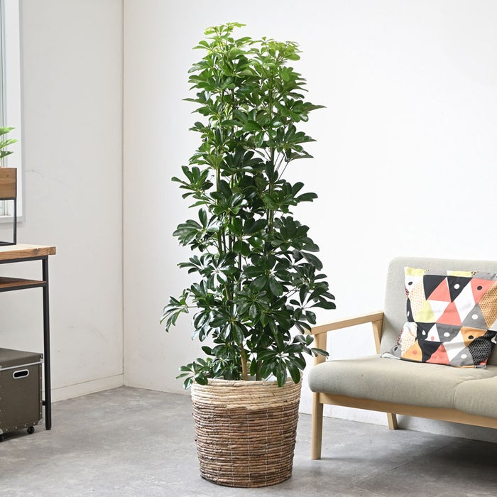 観葉植物 通販 ホンコンカポック 10号鉢 ツートーン鉢カバー付 観葉植物 本物