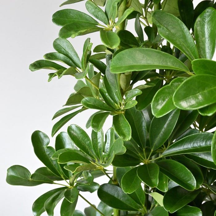 観葉植物 通販 ホンコンカポック 10号鉢 ツートーン鉢カバー付 観葉植物 本物