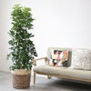 観葉植物 通販 ホンコンカポック 10号鉢 ツートーン鉢カバー付 観葉植物 本物