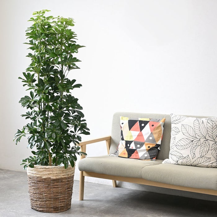 観葉植物 通販 ホンコンカポック 10号鉢 ツートーン鉢カバー付 観葉植物 本物