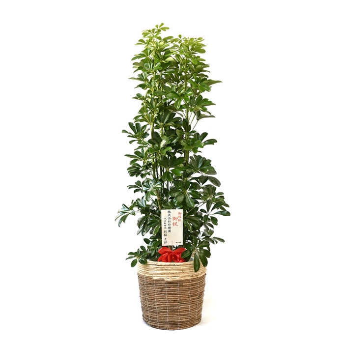 観葉植物 通販 ホンコンカポック 10号鉢 ツートーン鉢カバー付 観葉植物 本物