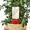 観葉植物 通販 ホンコンカポック 10号鉢 ツートーン鉢カバー付 観葉植物 本物