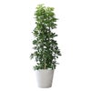 観葉植物 通販 ホンコンカポック 10号鉢 ガルボ鉢カバー付 観葉植物 本物