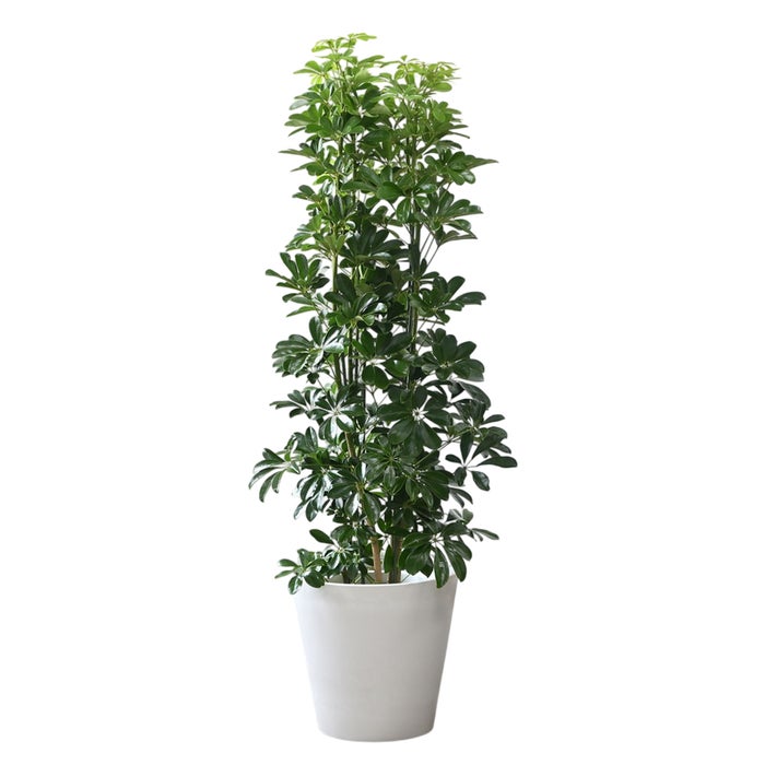 観葉植物 通販 ホンコンカポック 10号鉢 ガルボ鉢カバー付 観葉植物 本物