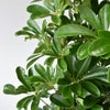 観葉植物 通販 ホンコンカポック 10号鉢 ガルボ鉢カバー付 観葉植物 本物