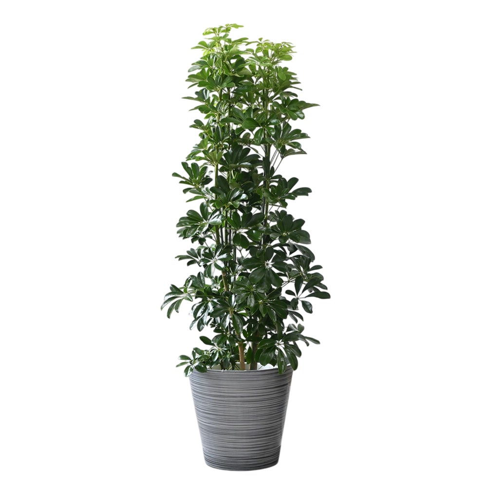 観葉植物 通販 ホンコンカポック 10号鉢 エコフレンドリーポット鉢カバー付 観葉植物 本物