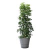 観葉植物 通販 ホンコンカポック 10号鉢 エコフレンドリーポット鉢カバー付 観葉植物 本物