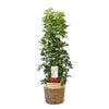観葉植物 通販 ホンコンカポック 10号鉢 エコフレンドリーポット鉢カバー付 観葉植物 本物