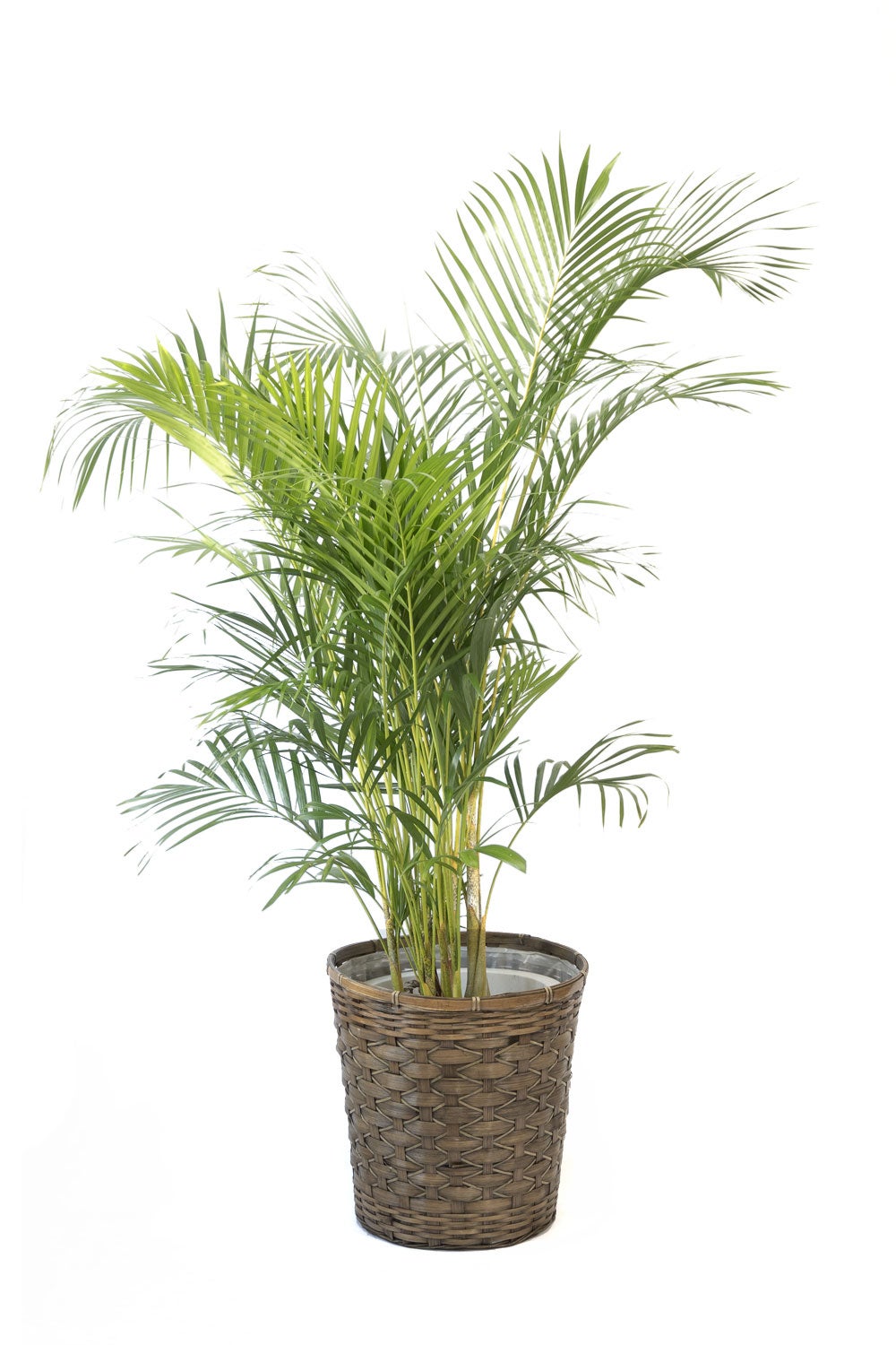 観葉植物 通販 アレカヤシ 10号鉢 キャラメルブラウン鉢カバー付 観葉植物 本物