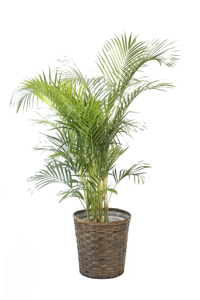 観葉植物 通販 アレカヤシ 10号鉢 キャラメルブラウン鉢カバー付 観葉植物 本物