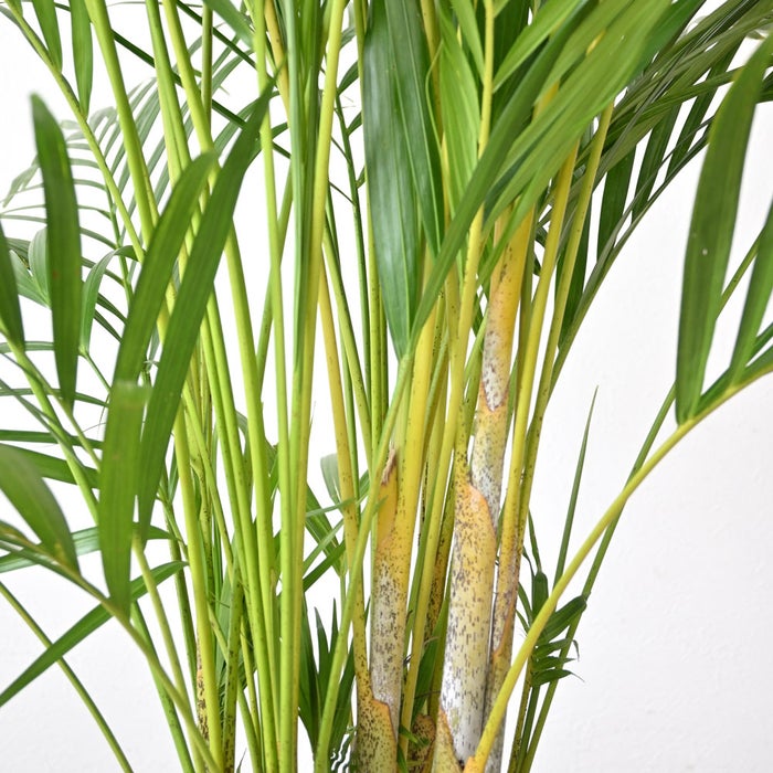 観葉植物 通販 アレカヤシ 10号鉢 キャラメルブラウン鉢カバー付 観葉植物 本物