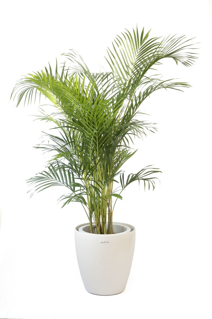 観葉植物 通販 アレカヤシ 10号鉢 ラスター白鉢カバー付 観葉植物 本物