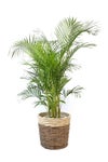 観葉植物 通販 アレカヤシ 10号鉢 ツートーン鉢カバー付 観葉植物 本物