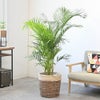 観葉植物 通販 アレカヤシ 10号鉢 ツートーン鉢カバー付 観葉植物 本物