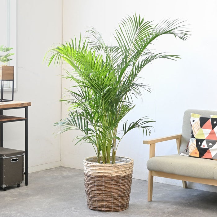観葉植物 通販 アレカヤシ 10号鉢 ツートーン鉢カバー付 観葉植物 本物