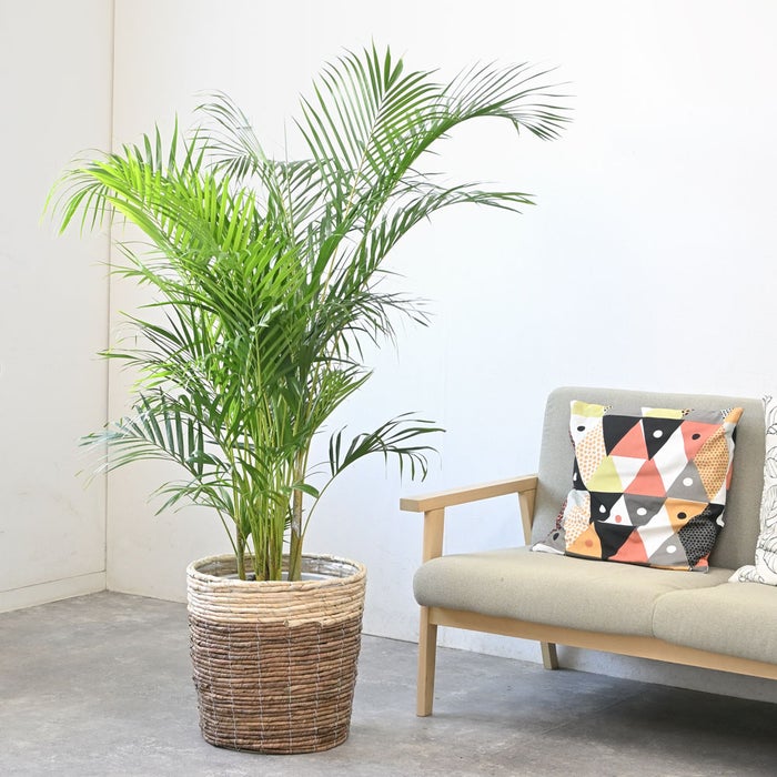 観葉植物 通販 アレカヤシ 10号鉢 ツートーン鉢カバー付 観葉植物 本物