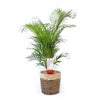 観葉植物 通販 アレカヤシ 10号鉢 ツートーン鉢カバー付 観葉植物 本物