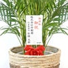 観葉植物 通販 アレカヤシ 10号鉢 ツートーン鉢カバー付 観葉植物 本物