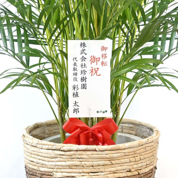 観葉植物 通販 アレカヤシ 10号鉢 ツートーン鉢カバー付 観葉植物 本物