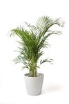 観葉植物 通販 アレカヤシ 10号鉢 ガルボ鉢カバー付 観葉植物 本物