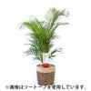 観葉植物 通販 アレカヤシ 10号鉢 ガルボ鉢カバー付 観葉植物 本物