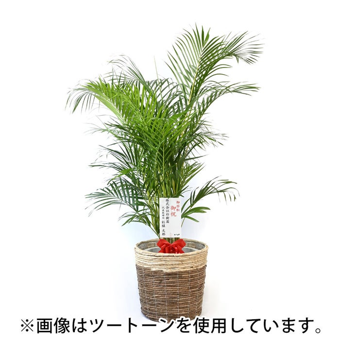 観葉植物 通販 アレカヤシ 10号鉢 ガルボ鉢カバー付 観葉植物 本物