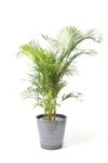 観葉植物 通販 アレカヤシ 10号鉢 エコフレンドリーポット鉢カバー付 観葉植物 本物