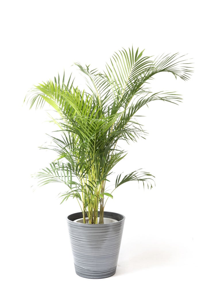 観葉植物 通販 アレカヤシ 10号鉢 エコフレンドリーポット鉢カバー付 観葉植物 本物