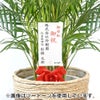 観葉植物 通販 アレカヤシ 10号鉢 エコフレンドリーポット鉢カバー付 観葉植物 本物