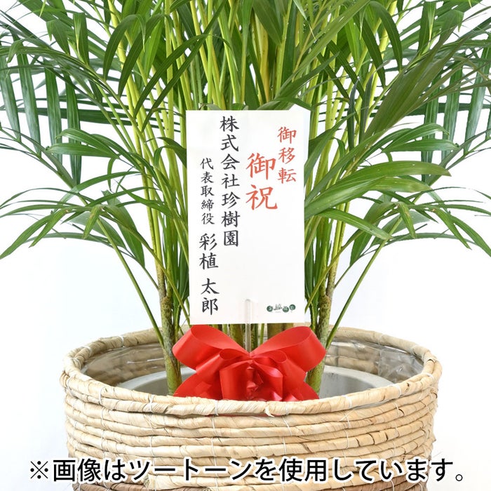 観葉植物 通販 アレカヤシ 10号鉢 エコフレンドリーポット鉢カバー付 観葉植物 本物