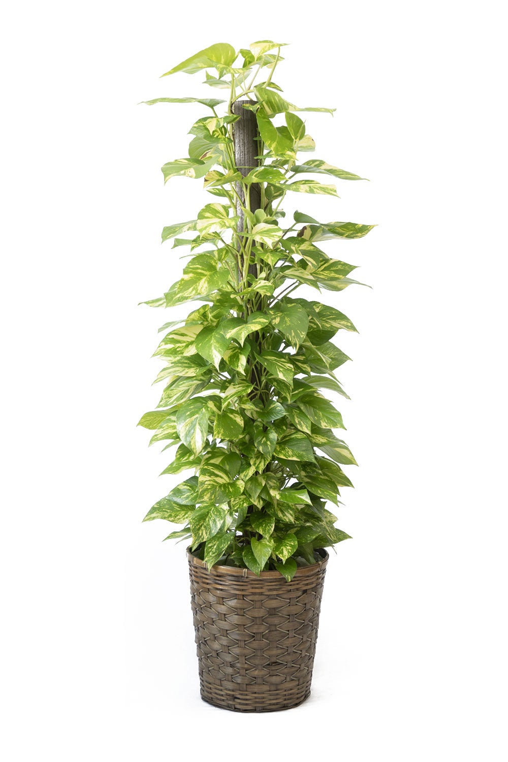 観葉植物 通販 ポトス ヘゴ仕立て 10号鉢 キャラメルブラウン鉢カバー付 観葉植物 本物