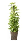 観葉植物 通販 ポトス ヘゴ仕立て 10号鉢 キャラメルブラウン鉢カバー付 観葉植物 本物