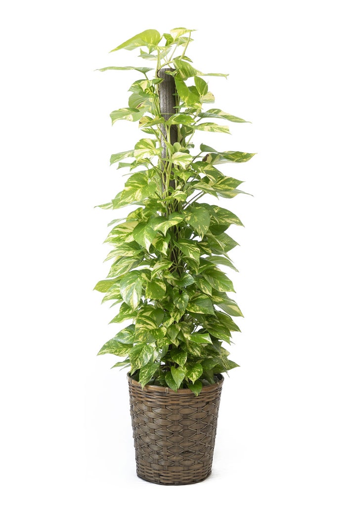 観葉植物 通販 ポトス ヘゴ仕立て 10号鉢 キャラメルブラウン鉢カバー付 観葉植物 本物