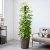 観葉植物 通販 ポトス ヘゴ仕立て 10号鉢 キャラメルブラウン鉢カバー付 観葉植物 本物