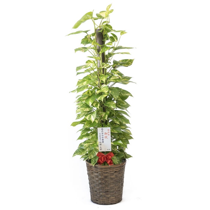 観葉植物 通販 ポトス ヘゴ仕立て 10号鉢 キャラメルブラウン鉢カバー付 観葉植物 本物