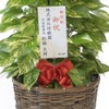 観葉植物 通販 ポトス ヘゴ仕立て 10号鉢 キャラメルブラウン鉢カバー付 観葉植物 本物