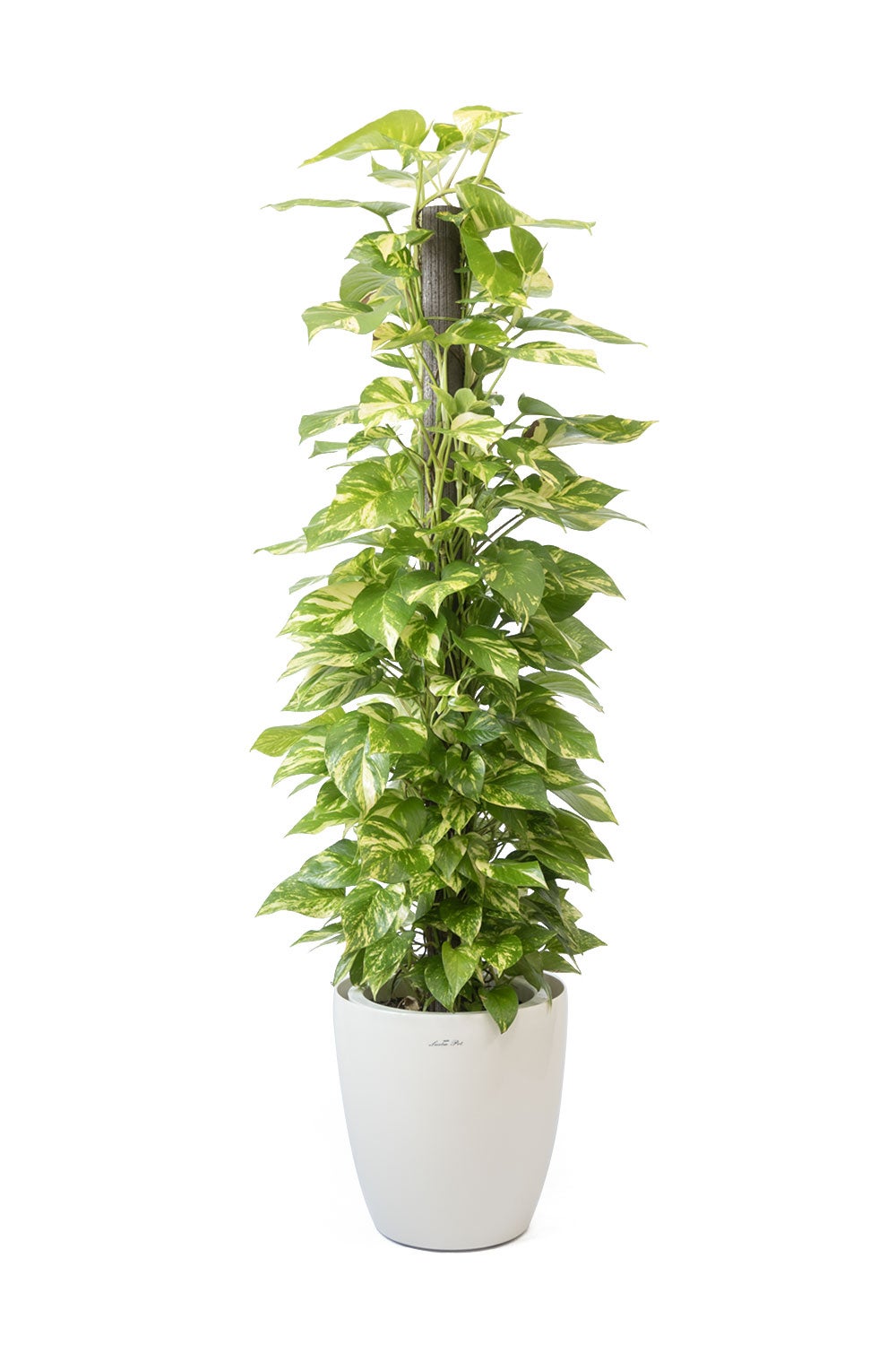 観葉植物 通販 ポトス ヘゴ仕立て 10号鉢 ラスター白鉢カバー付 観葉植物 本物