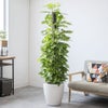 観葉植物 通販 ポトス ヘゴ仕立て 10号鉢 ラスター白鉢カバー付 観葉植物 本物