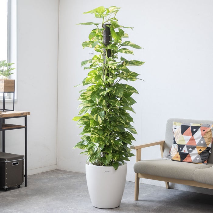 観葉植物 通販 ポトス ヘゴ仕立て 10号鉢 ラスター白鉢カバー付 観葉植物 本物