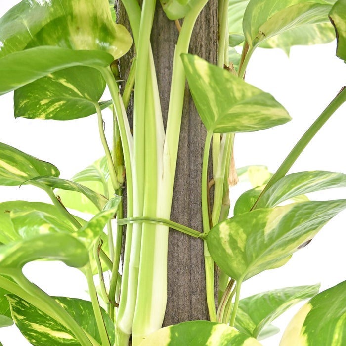 観葉植物 通販 ポトス ヘゴ仕立て 10号鉢 ラスター白鉢カバー付 観葉植物 本物