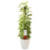 観葉植物 通販 ポトス ヘゴ仕立て 10号鉢 ラスター白鉢カバー付 観葉植物 本物