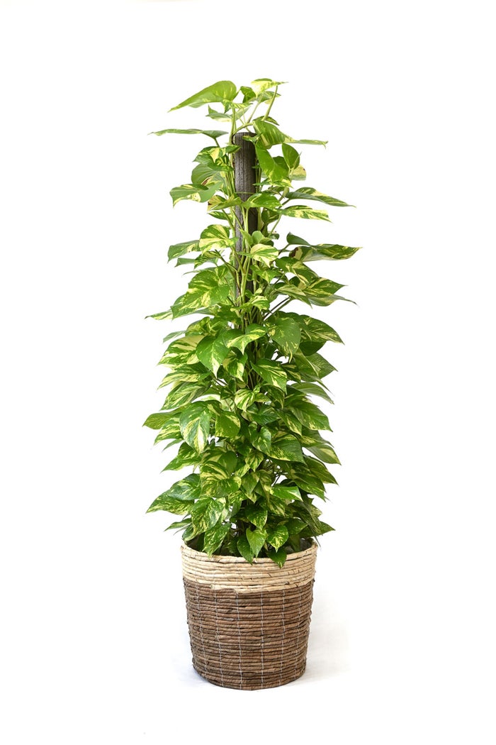 観葉植物 通販 ポトス ヘゴ仕立て 10号鉢 ツートーン鉢カバー付 観葉植物 本物