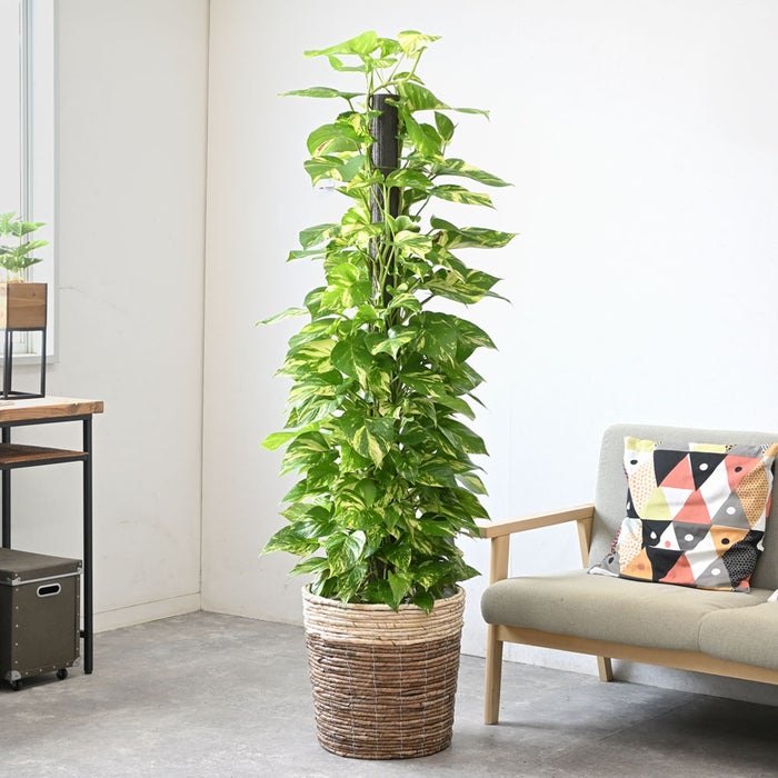 観葉植物 通販 ポトス ヘゴ仕立て 10号鉢 ツートーン鉢カバー付 観葉植物 本物