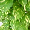 観葉植物 通販 ポトス ヘゴ仕立て 10号鉢 ツートーン鉢カバー付 観葉植物 本物