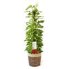 観葉植物 通販 ポトス ヘゴ仕立て 10号鉢 ツートーン鉢カバー付 観葉植物 本物