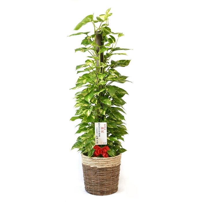 観葉植物 通販 ポトス ヘゴ仕立て 10号鉢 ツートーン鉢カバー付 観葉植物 本物