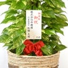 観葉植物 通販 ポトス ヘゴ仕立て 10号鉢 ツートーン鉢カバー付 観葉植物 本物