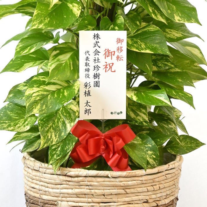 観葉植物 通販 ポトス ヘゴ仕立て 10号鉢 ツートーン鉢カバー付 観葉植物 本物