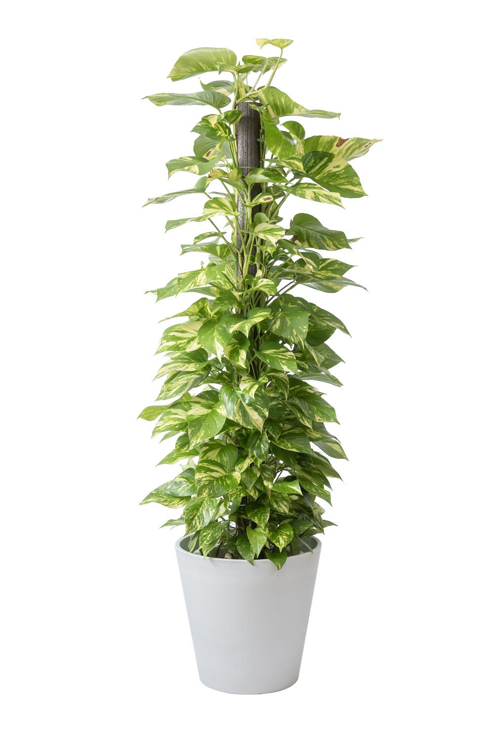 観葉植物 通販 ポトス ヘゴ仕立て 10号鉢 ガルボ鉢カバー付 観葉植物 本物