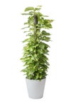 観葉植物 通販 ポトス ヘゴ仕立て 10号鉢 ガルボ鉢カバー付 観葉植物 本物